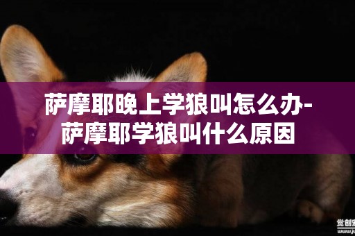 薩摩耶晚上學狼叫怎么辦-薩摩耶學狼叫什么原因