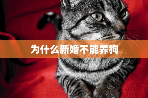 為什么新婚不能養狗
