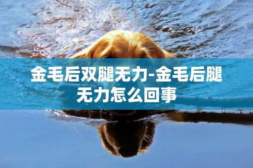 金毛后雙腿無力-金毛后腿無力怎么回事