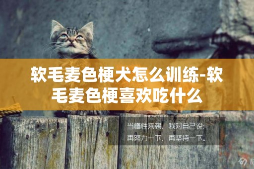 軟毛麥色梗犬怎么訓練-軟毛麥色梗喜歡吃什么