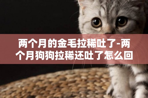兩個月的金毛拉稀吐了-兩個月狗狗拉稀還吐了怎么回事