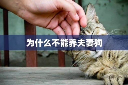 為什么不能養夫妻狗