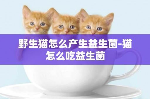野生貓怎么產生益生菌-貓怎么吃益生菌
