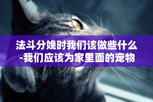 法斗分娩時我們該做些什么-我們應該為家里面的寵物做些什么