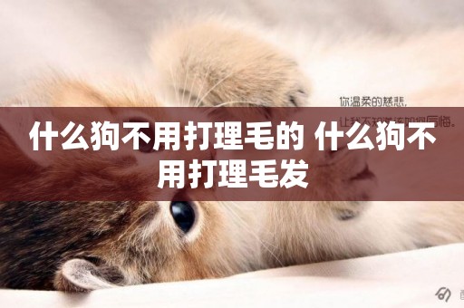 什么狗不用打理毛的 什么狗不用打理毛發