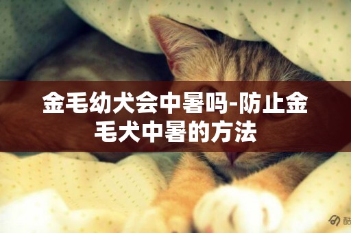 金毛幼犬會中暑嗎-防止金毛犬中暑的方法