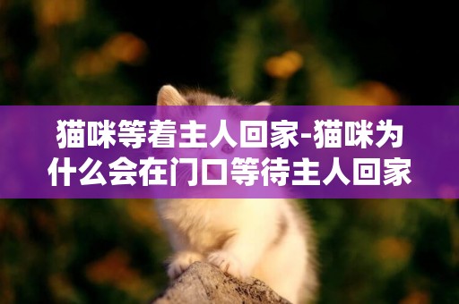 貓咪等著主人回家-貓咪為什么會在門口等待主人回家呢