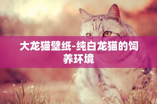 大龍貓壁紙-純白龍貓的飼養環境