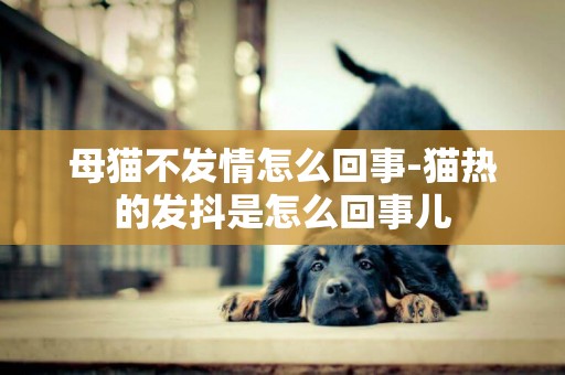 母貓不發情怎么回事-貓熱的發抖是怎么回事兒