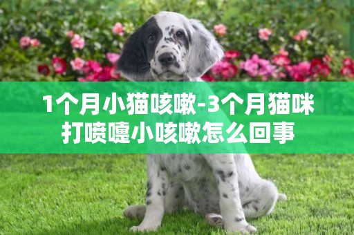 1個月小貓咳嗽-3個月貓咪打噴嚏小咳嗽怎么回事