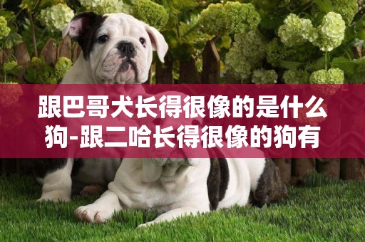 跟巴哥犬長得很像的是什么狗-跟二哈長得很像的狗有這三種