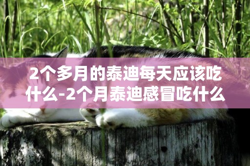 2個多月的泰迪每天應該吃什么-2個月泰迪感冒吃什么藥