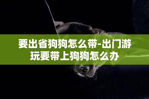 要出省狗狗怎么帶-出門游玩要帶上狗狗怎么辦