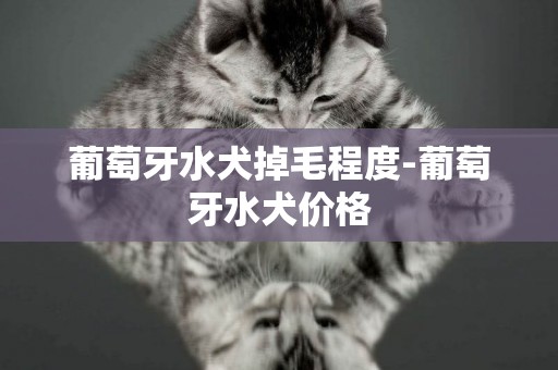 葡萄牙水犬掉毛程度-葡萄牙水犬價格
