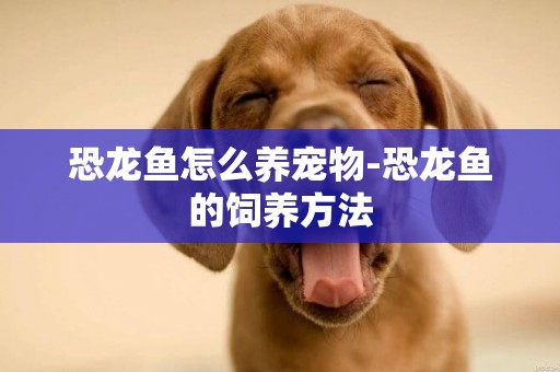 恐龍魚怎么養寵物-恐龍魚的飼養方法