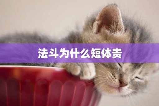 法斗為什么短體貴