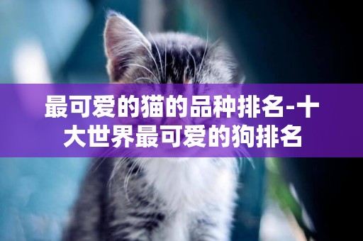 最可愛的貓的品種排名-十大世界最可愛的狗排名