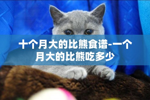 十個月大的比熊食譜-一個月大的比熊吃多少