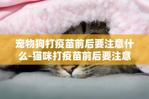 寵物狗打疫苗前后要注意什么-貓咪打疫苗前后要注意什么
