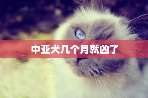 中亞犬幾個月就兇了