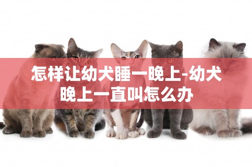 怎樣讓幼犬睡一晚上-幼犬晚上一直叫怎么辦