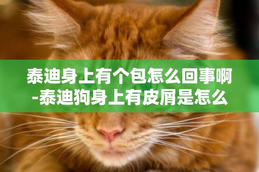 泰迪身上有個包怎么回事啊-泰迪狗身上有皮屑是怎么回事