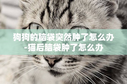 狗狗的腦袋突然腫了怎么辦-貓后腦袋腫了怎么辦