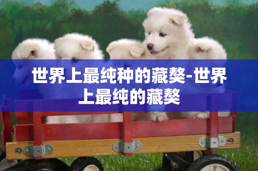世界上最純種的藏獒-世界上最純的藏獒