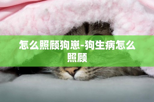 怎么照顧狗崽-狗生病怎么照顧