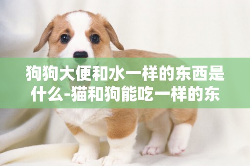 狗狗大便和水一樣的東西是什么-貓和狗能吃一樣的東西是什么東西嗎