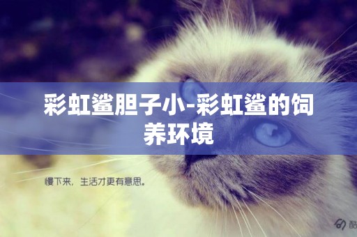 彩虹鯊膽子小-彩虹鯊的飼養環境