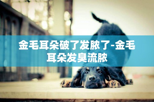 金毛耳朵破了發膿了-金毛耳朵發臭流膿