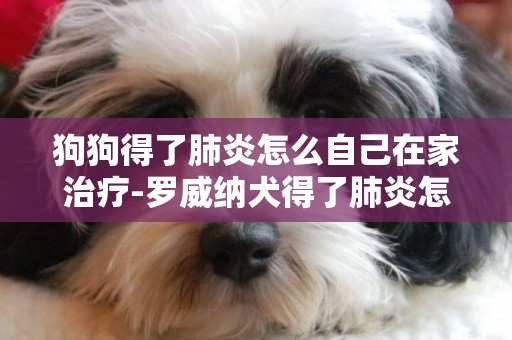 狗狗得了肺炎怎么自己在家治療-羅威納犬得了肺炎怎么治療