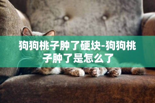 狗狗桃子腫了硬塊-狗狗桃子腫了是怎么了