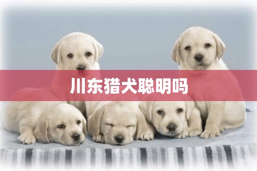 川東獵犬聰明嗎