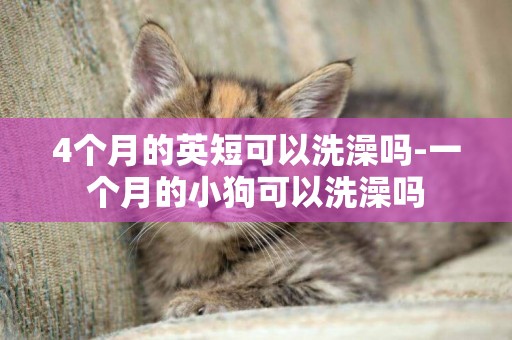 4個月的英短可以洗澡嗎-一個月的小狗可以洗澡嗎