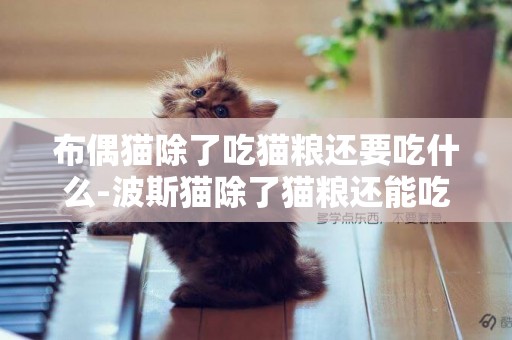 布偶貓除了吃貓糧還要吃什么-波斯貓除了貓糧還能吃什么