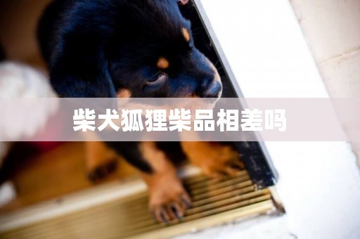 柴犬狐貍柴品相差嗎