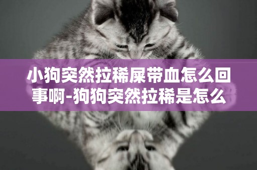 小狗突然拉稀屎帶血怎么回事啊-狗狗突然拉稀是怎么回事