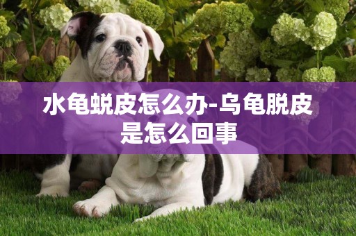 水龜蛻皮怎么辦-烏龜脫皮是怎么回事