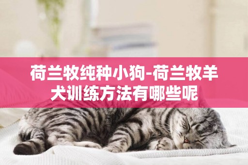 荷蘭牧純種小狗-荷蘭牧羊犬訓練方法有哪些呢