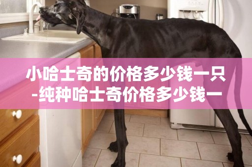 小哈士奇的價格多少錢一只-純種哈士奇價格多少錢一只