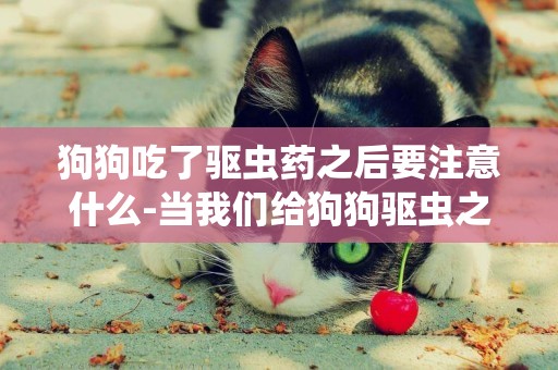 狗狗吃了驅蟲藥之后要注意什么-當我們給狗狗驅蟲之后需要注意什么