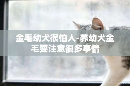 金毛幼犬很怕人-養幼犬金毛要注意很多事情
