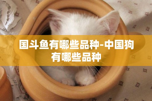 國斗魚有哪些品種-中國狗有哪些品種