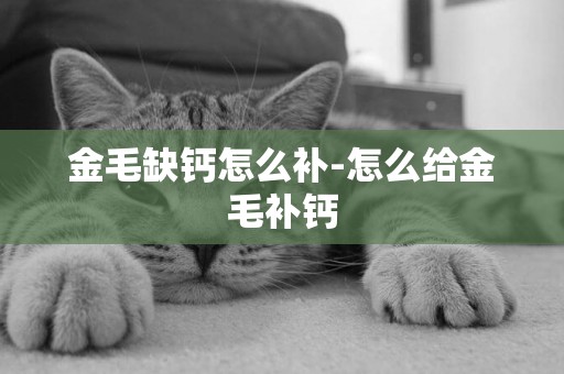 金毛缺鈣怎么補-怎么給金毛補鈣