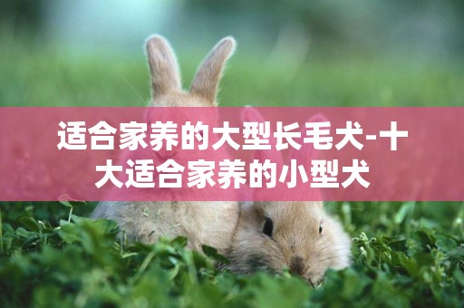 適合家養的大型長毛犬-十大適合家養的小型犬