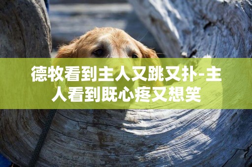 德牧看到主人又跳又撲-主人看到既心疼又想笑