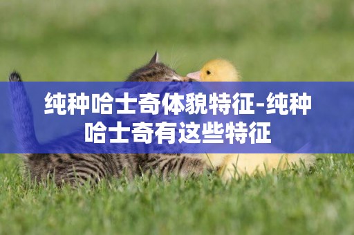 純種哈士奇體貌特征-純種哈士奇有這些特征