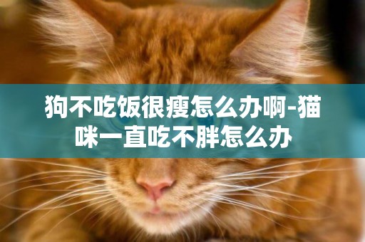 狗不吃飯很瘦怎么辦啊-貓咪一直吃不胖怎么辦